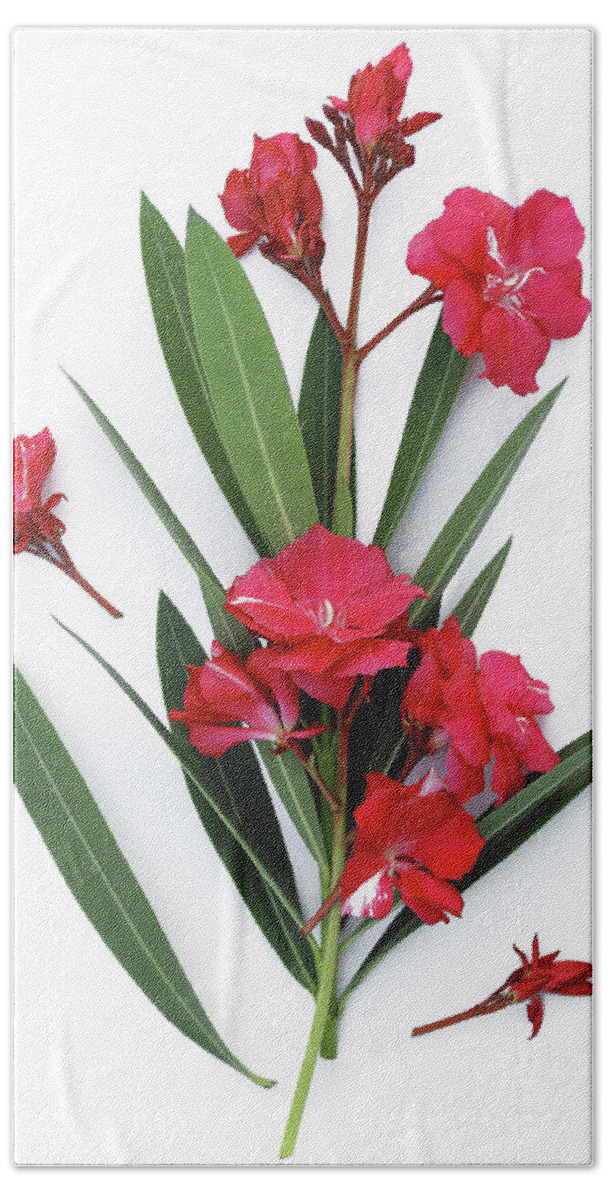 Oleander Hand Towel featuring the photograph Oleander Geant des Batailles 2 by Wilhelm Hufnagl