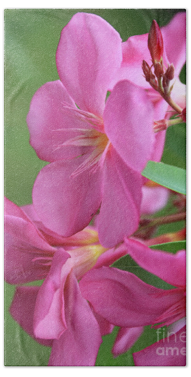 Oleander Hand Towel featuring the photograph Oleander Maresciallo Graziani 2 by Wilhelm Hufnagl