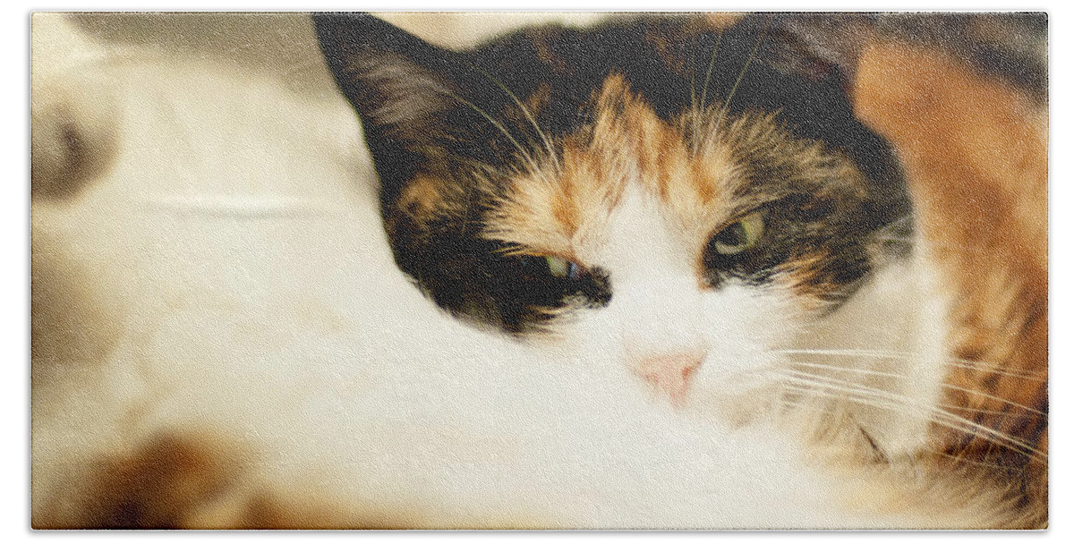 Cat Bath Towel featuring the photograph On a furry pillow by Laura Melis