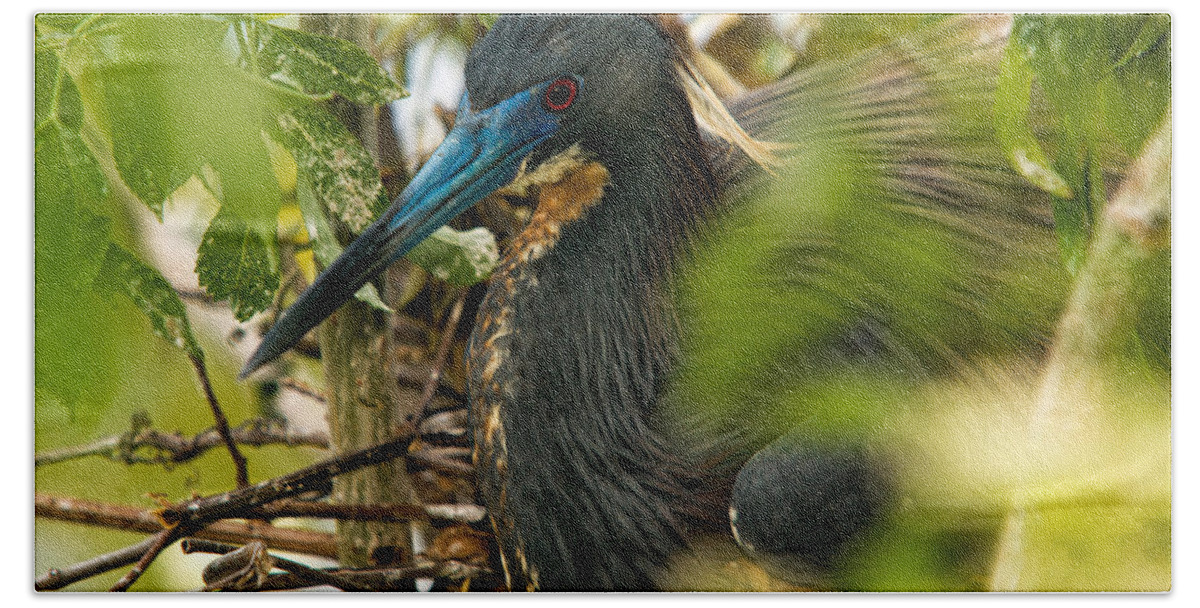 Tri-color Heron Bath Towel featuring the photograph On The Nest by Christopher Holmes
