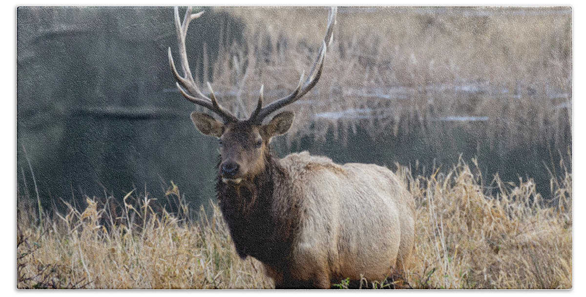 Elk Hand Towel featuring the photograph On Watch by Steven Clark