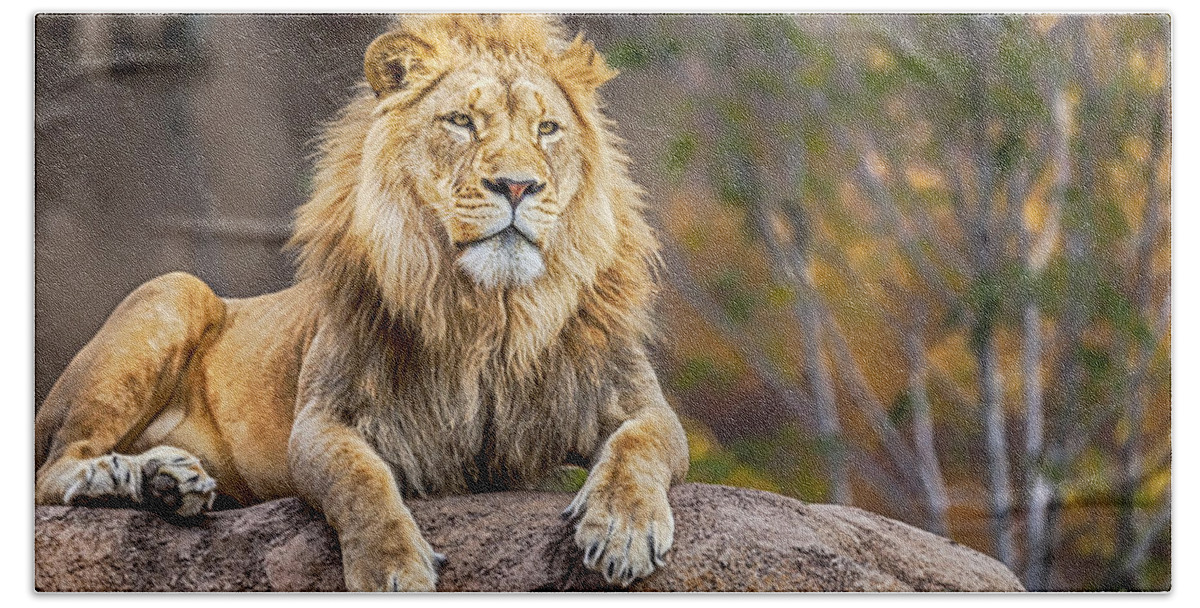 Lion Bath Towel featuring the photograph Once upon a time by David Millenheft