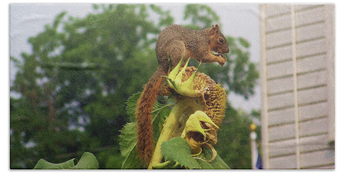 Squirrel Hand Towel featuring the photograph One at a Time by Julie Rauscher