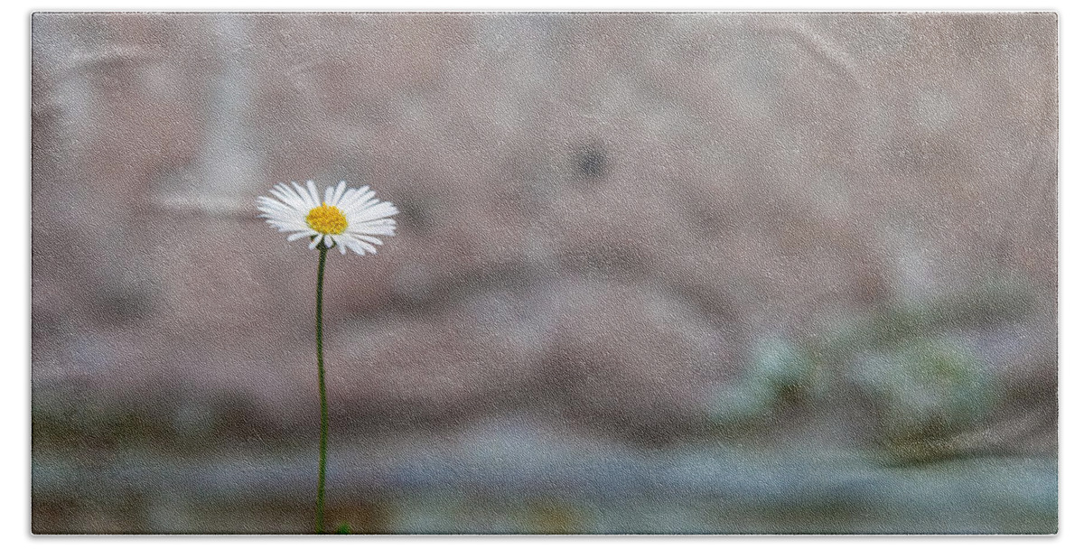 Nature Bath Towel featuring the photograph One Daisy by Jonathan Nguyen
