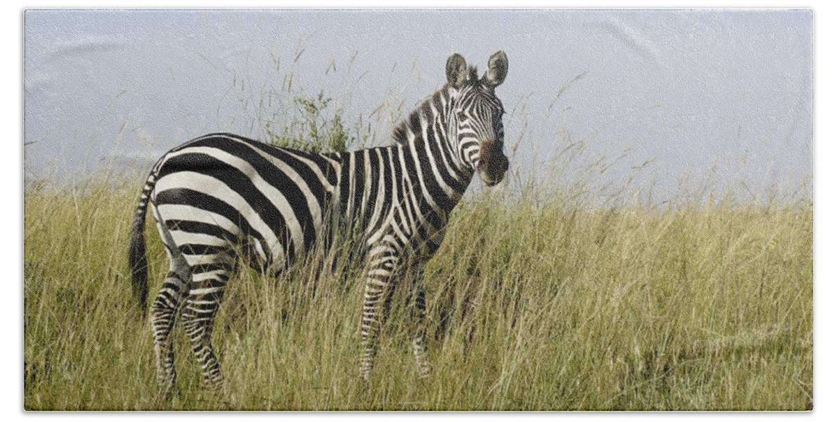 Africa Bath Towel featuring the photograph One Handsome Zebra by Michele Burgess