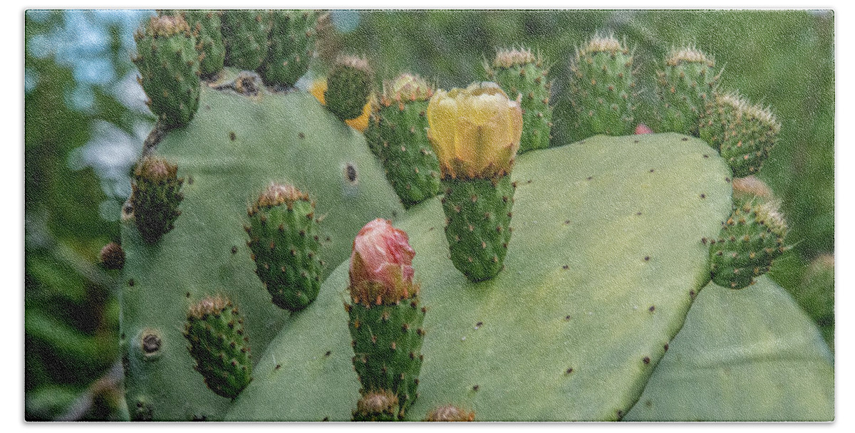  Hand Towel featuring the photograph Opuntia Cactus by Patrick Boening