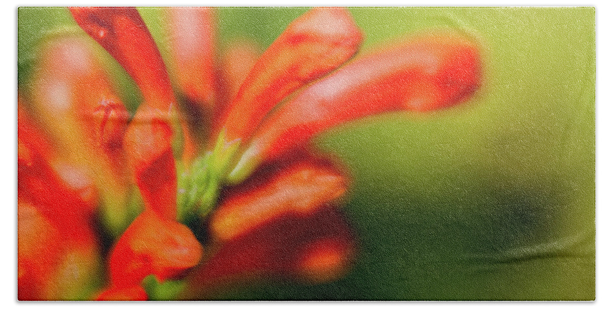 Flower Hand Towel featuring the photograph Orange and green by Al Hurley