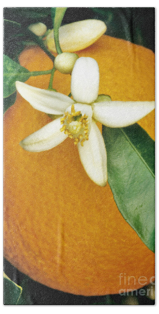 Plant Bath Towel featuring the photograph Orange Blossom And Fruit by Inga Spence