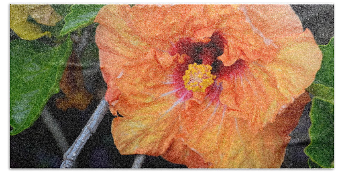 Flower Bath Towel featuring the photograph Orange Hibiscus with Ruffled Petals by Amy Fose