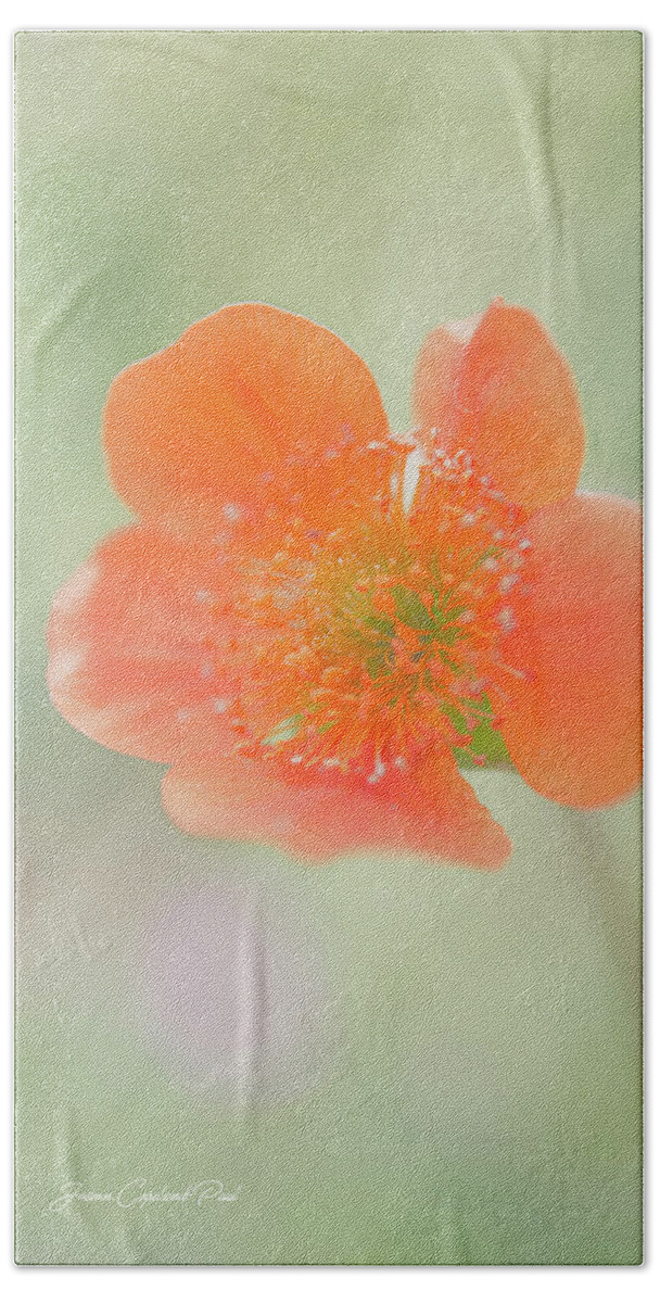 Grecian Rose Hand Towel featuring the photograph Orange Grecian Rose by Joann Copeland-Paul