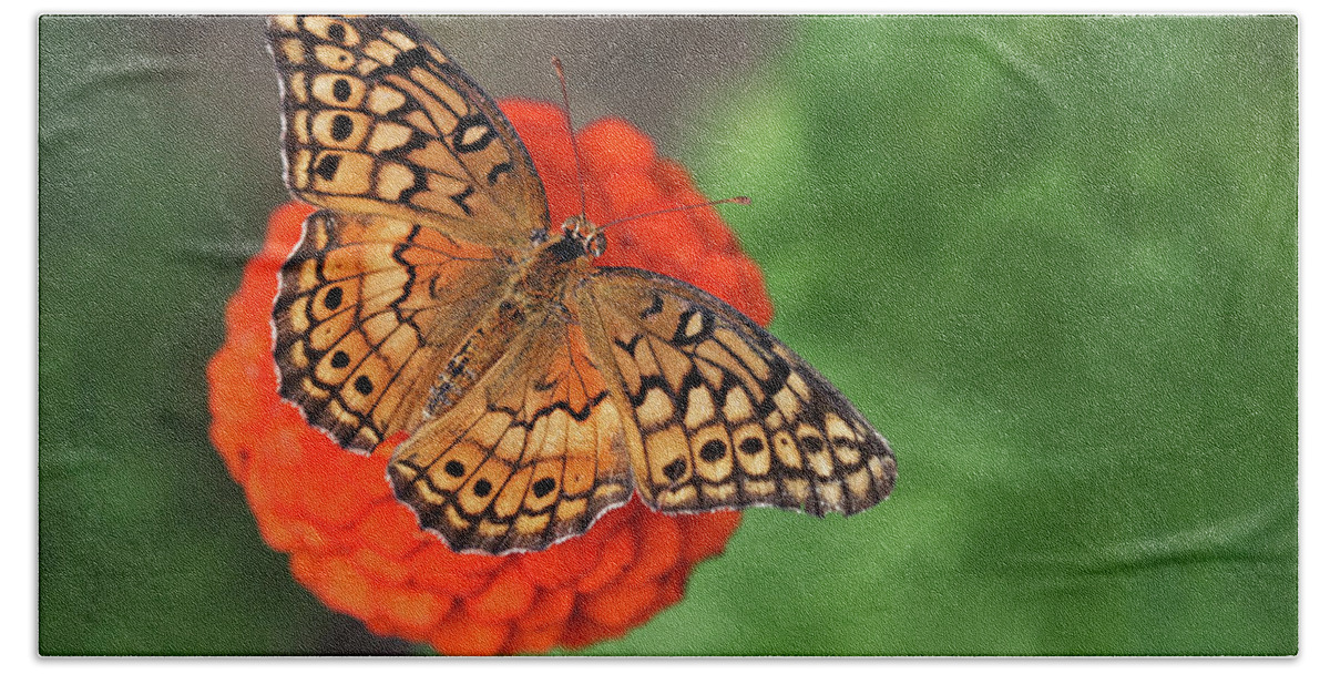 Butterfly Hand Towel featuring the photograph Orange Orange Green by Art Cole