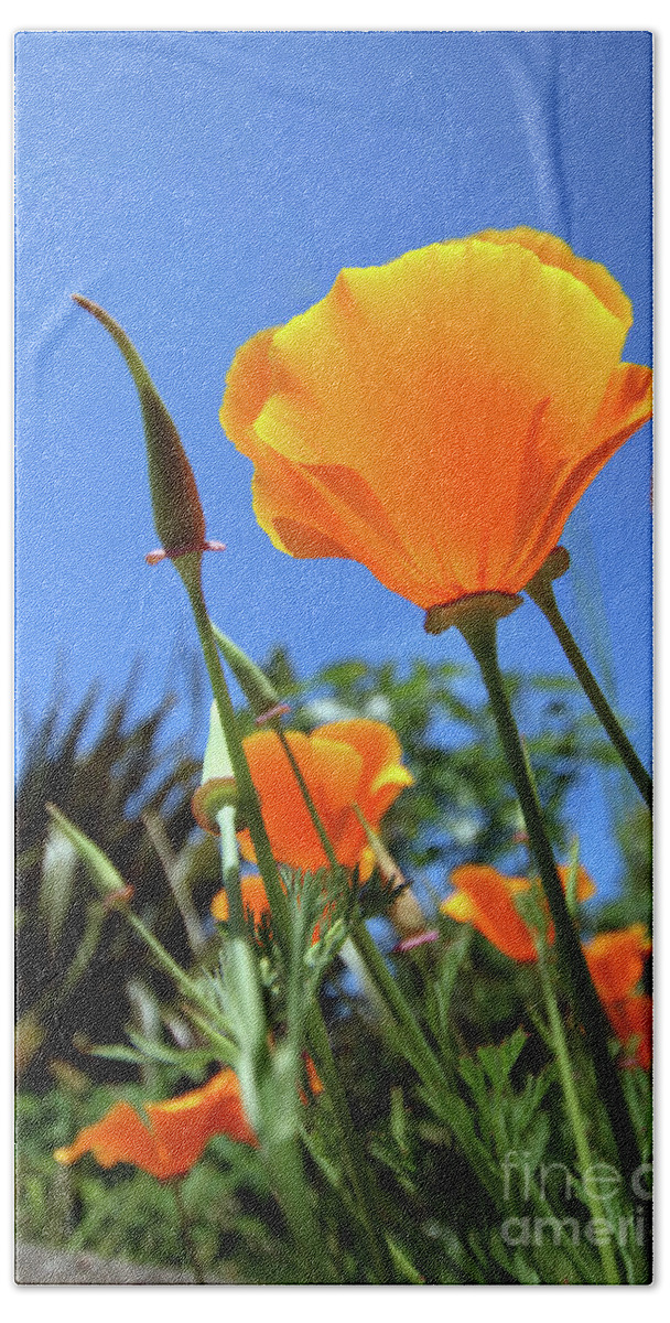 Poppy Hand Towel featuring the photograph Orange Poppy Blue Sky by Terri Waters