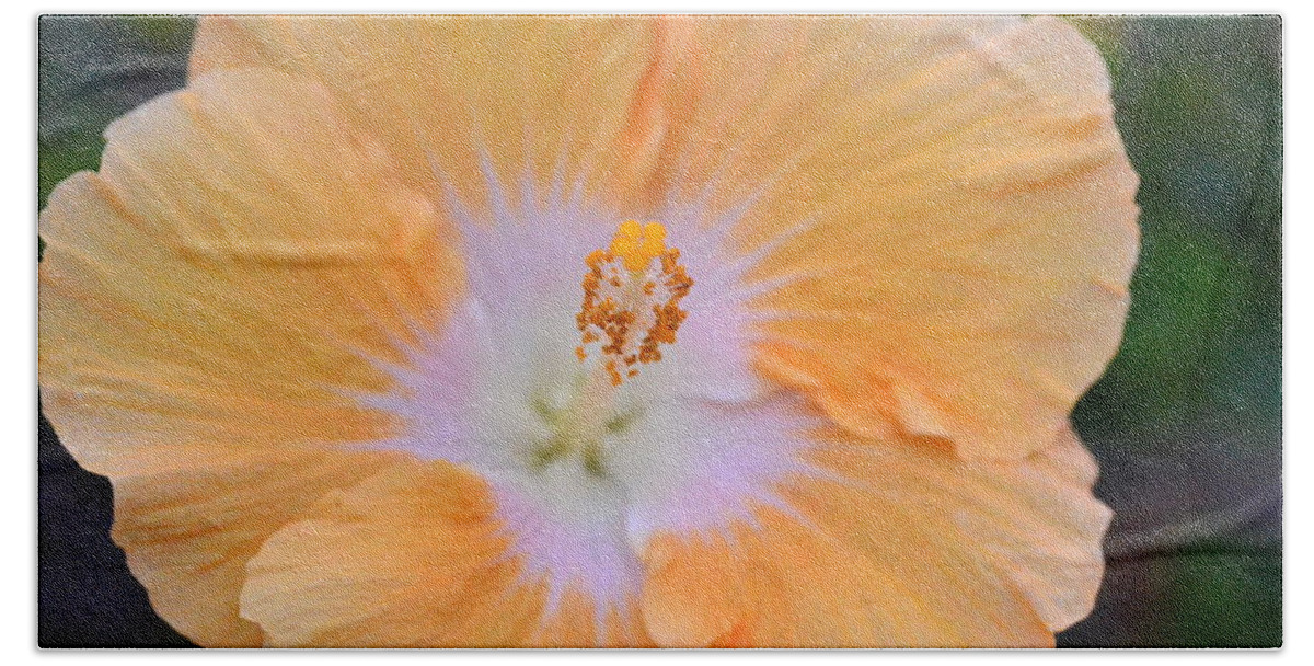 Flower Bath Towel featuring the photograph Orange White Hibiscus 1 by Amy Fose