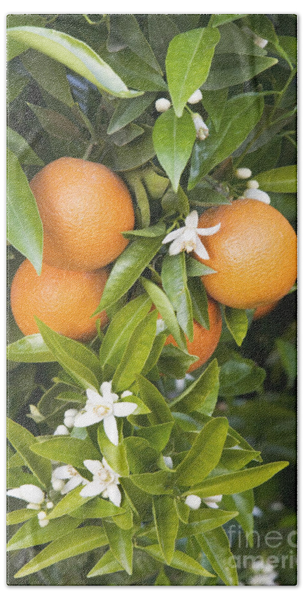 Plant Bath Towel featuring the photograph Oranges With Blossoms by Inga Spence