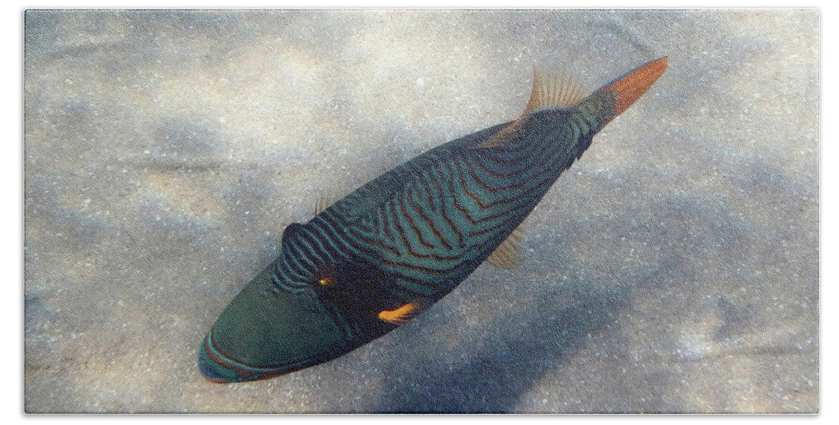 Fish Hand Towel featuring the photograph Orangestriped Triggerfish Red Sea by Johanna Hurmerinta