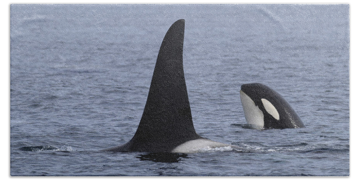 00999067 Hand Towel featuring the photograph Orca And Calf Surfacing Southeast Alaska by Flip Nicklin