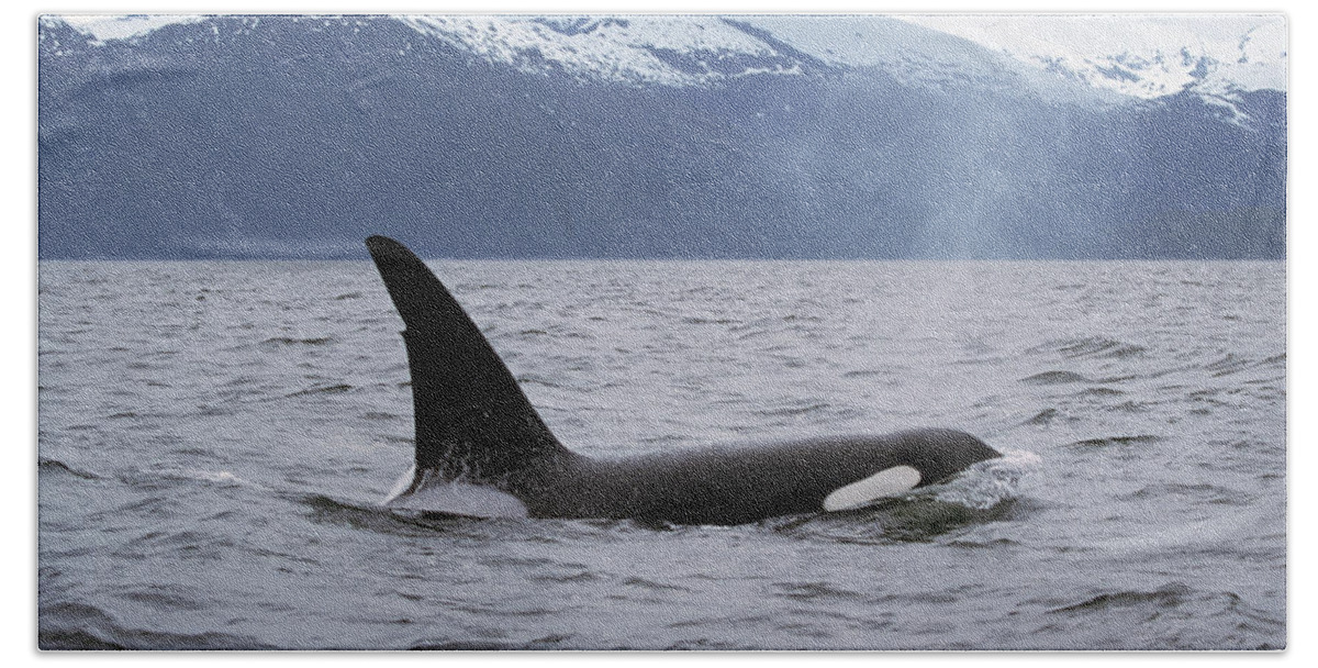 00196735 Bath Towel featuring the photograph Orca in Inside Passage by Konrad Wothe