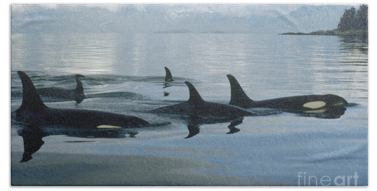 00079478 Hand Towel featuring the photograph Orca Pod Johnstone Strait Canada by Flip Nicklin