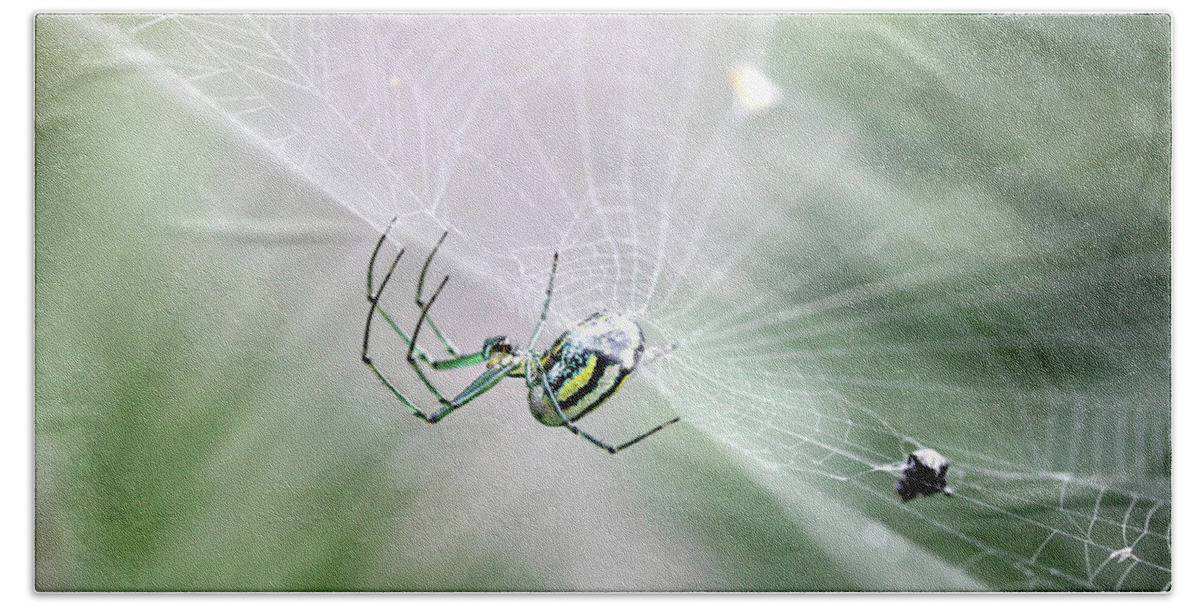 Spiders Hand Towel featuring the photograph Orchard Orbweaver Spider by Trina Ansel