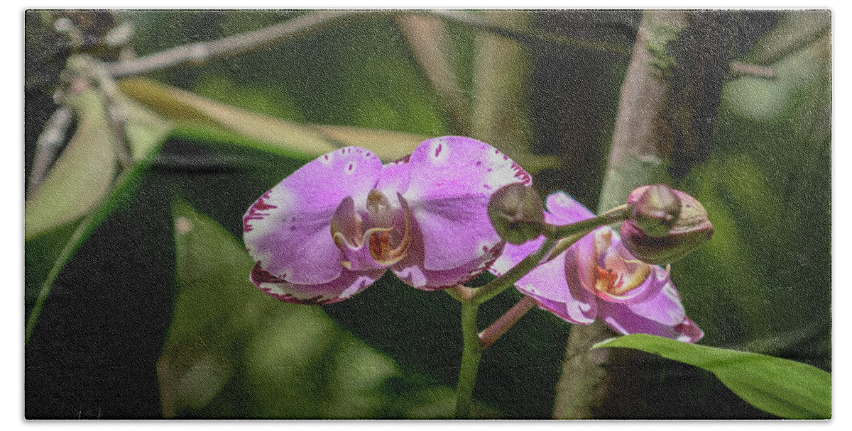 Flowers Bath Sheet featuring the photograph Orchid 1 by Jim Thompson