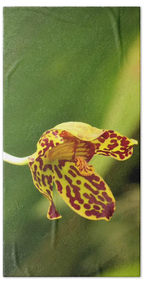 Orchids Hand Towel featuring the photograph Orchid 1 by Vijay Sharon Govender