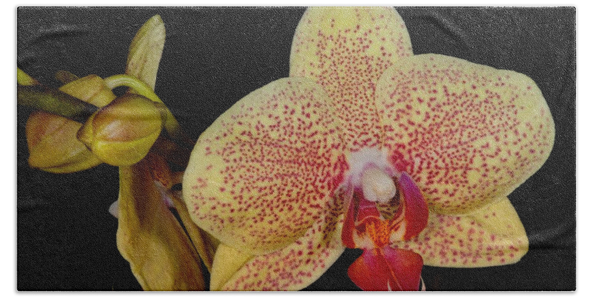 Orchid Bath Towel featuring the photograph Orchid 377 by Wesley Elsberry