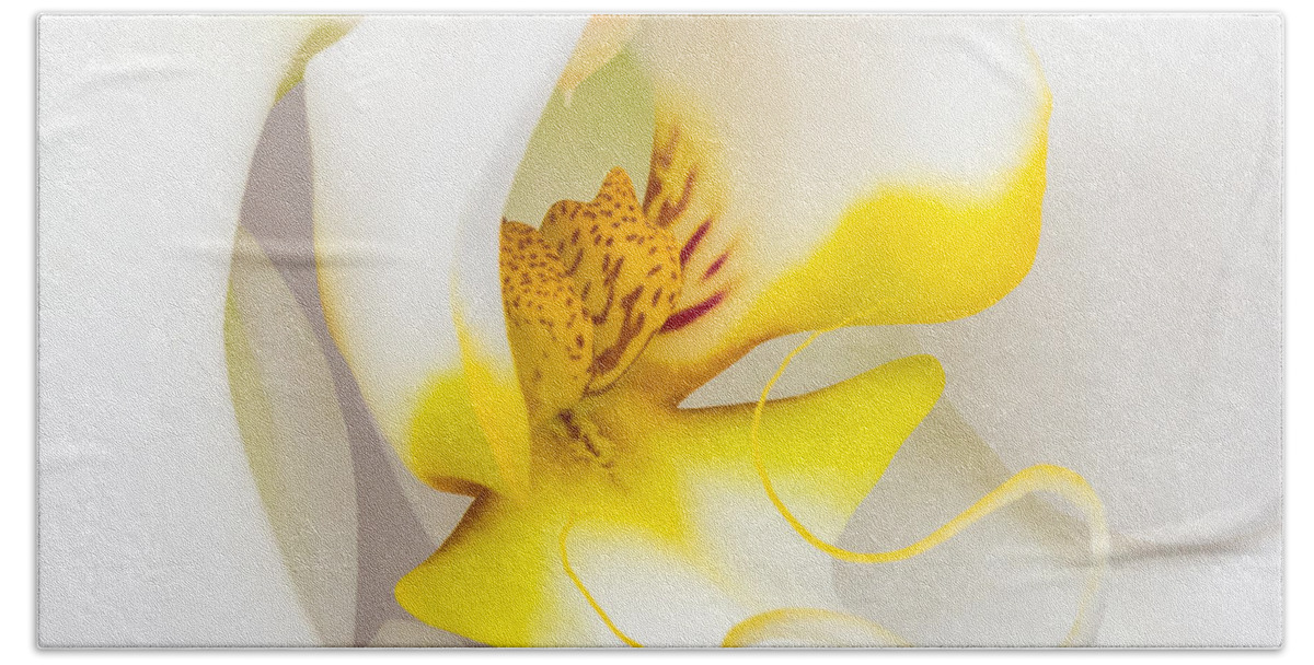 Orchid Hand Towel featuring the photograph Orchid 4 by Patricia Schaefer