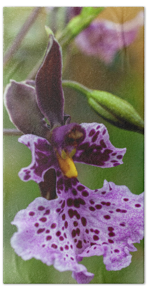 Orchid Hand Towel featuring the photograph Orchid - Caucaea rhodosticta by Heiko Koehrer-Wagner