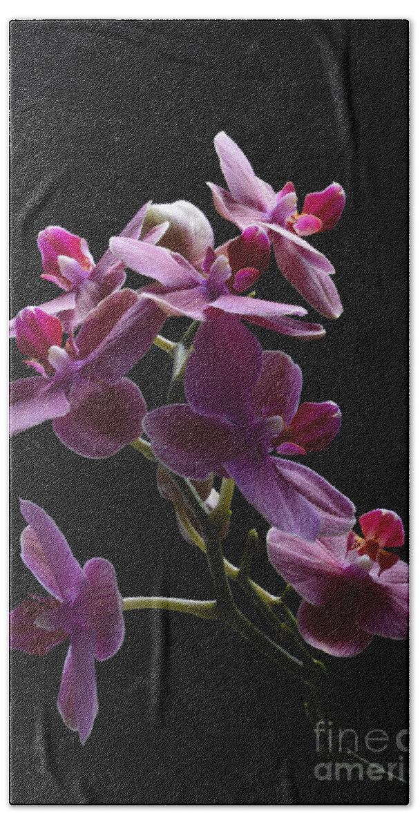 Orchid Bath Towel featuring the photograph Orchid in flight by Robert WK Clark