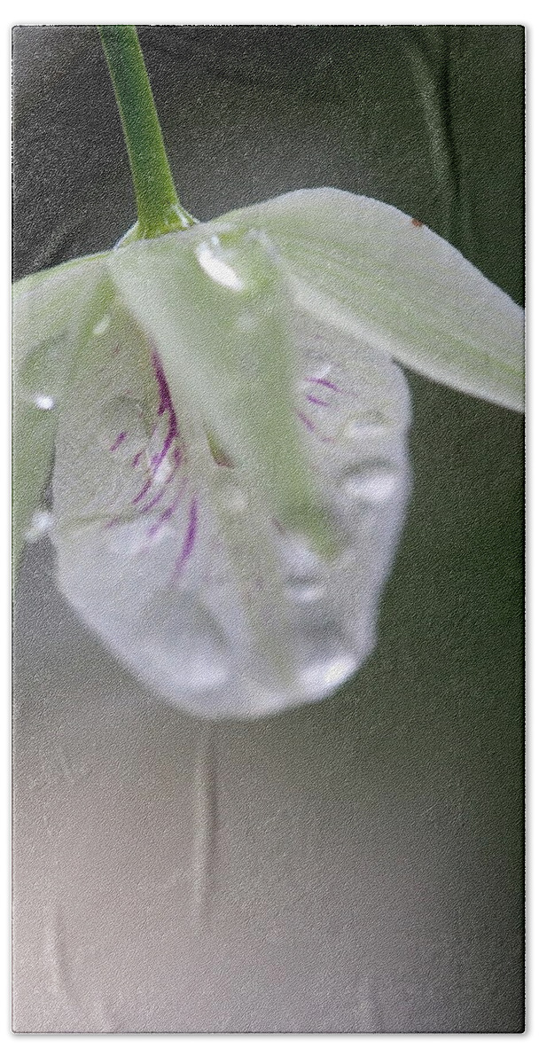 Flower Bath Towel featuring the photograph Orchid by Jessica Myscofski