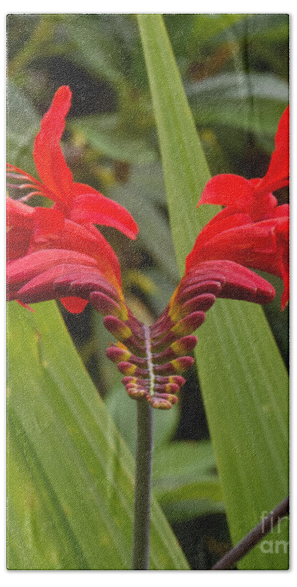 Red Hand Towel featuring the photograph Oregon Flower 1 by Christy Garavetto