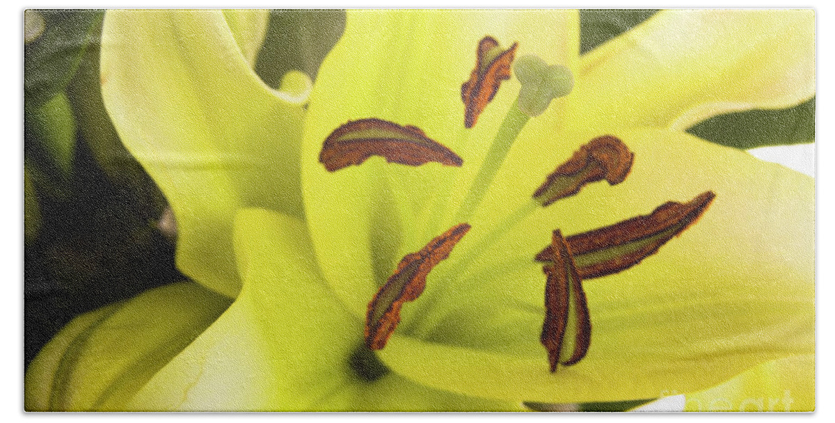 Alive Bath Towel featuring the photograph Oriental Lily Flower by Raul Rodriguez