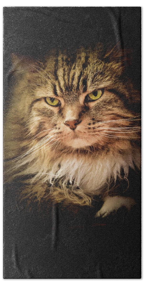 Cat Bath Towel featuring the photograph Oscar on Black by Joni Eskridge
