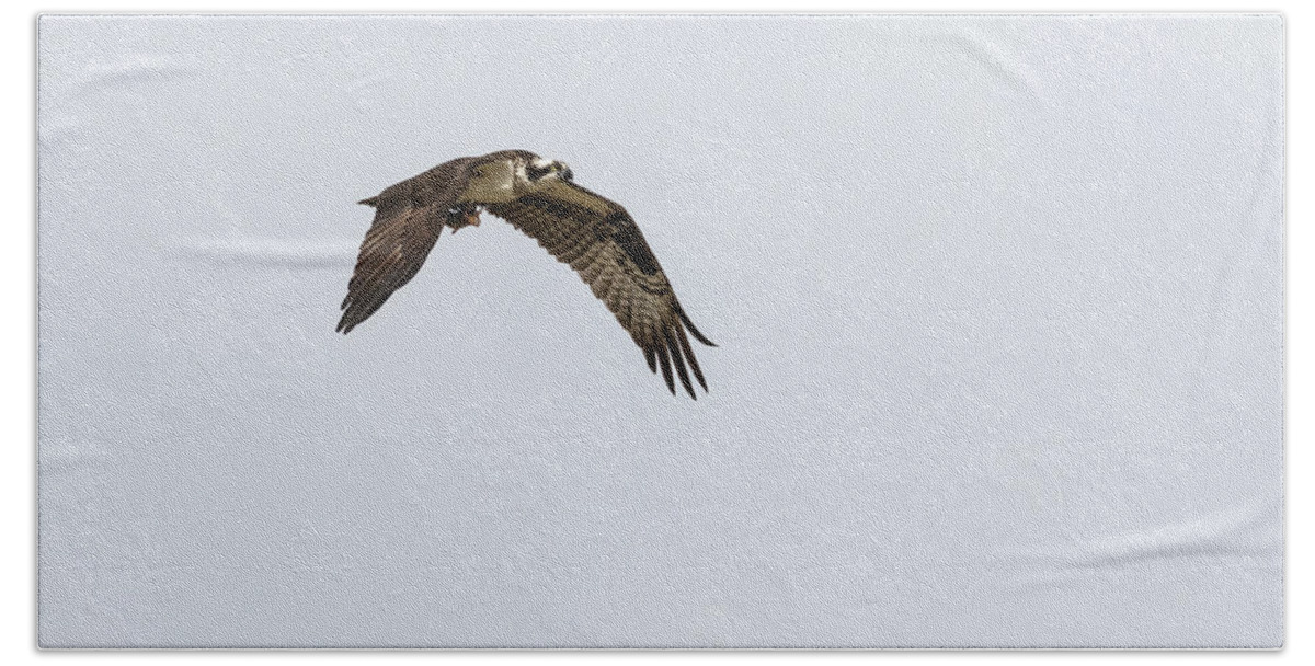 Osprey Bath Towel featuring the photograph Osprey 2017-2 by Thomas Young