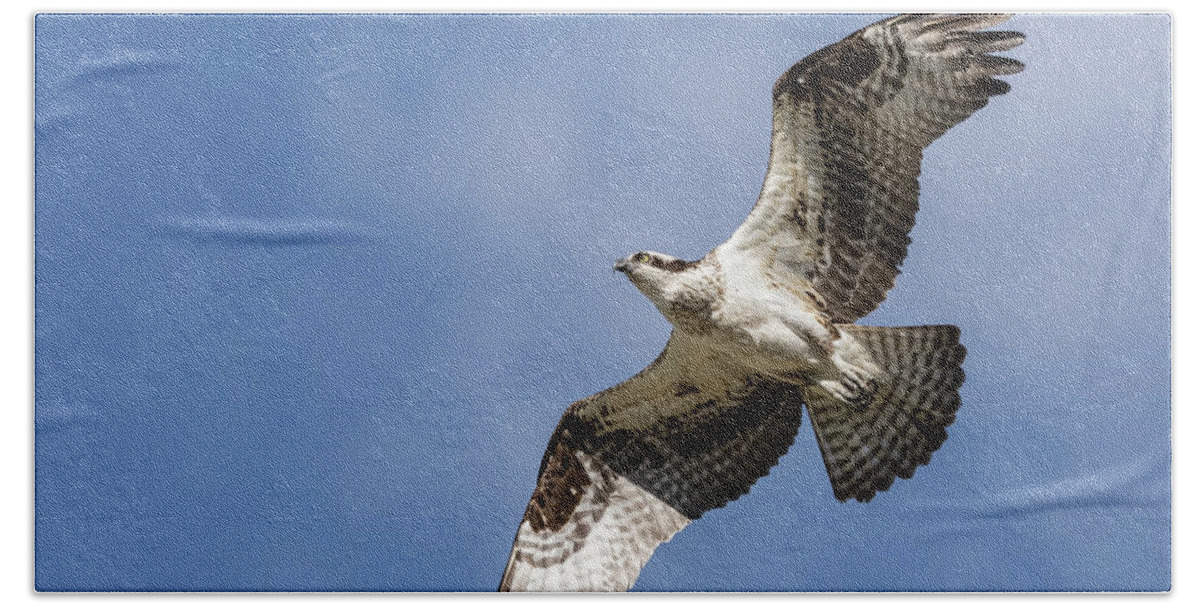 Osprey Bath Towel featuring the photograph Osprey 2017-3 by Thomas Young