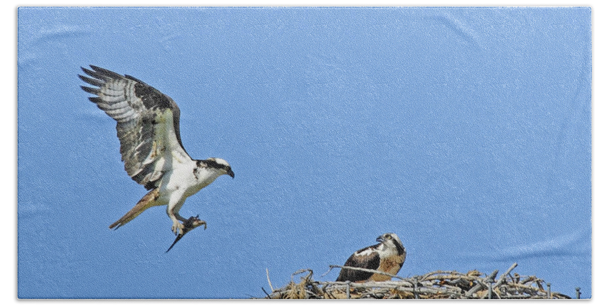 Osprey Hand Towel featuring the photograph Osprey Brings Fish To Nest by Gary Beeler