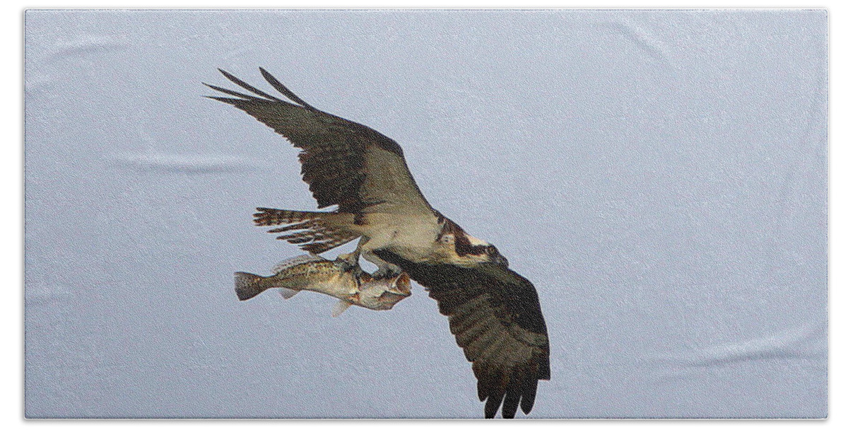 Osprey Catching A Fish Bath Towel featuring the photograph Osprey catches a fish by Barbara Bowen
