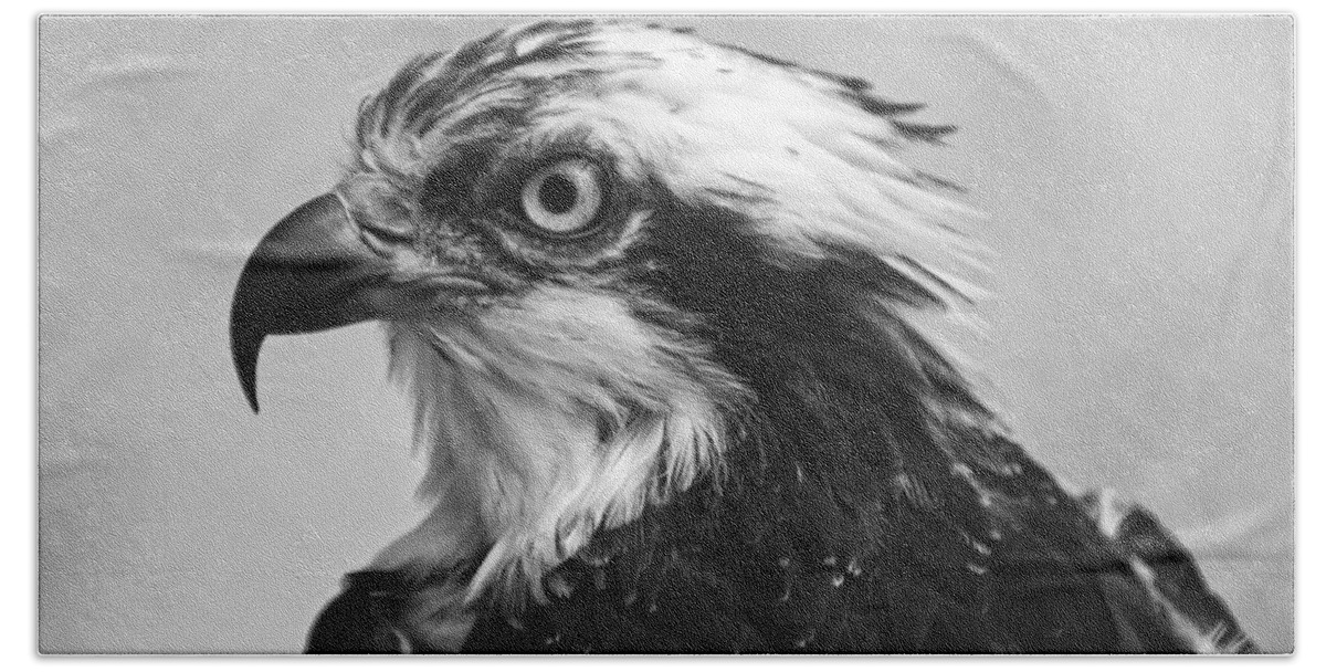 Osprey Hand Towel featuring the photograph Osprey monochrome portrait by Flees Photos