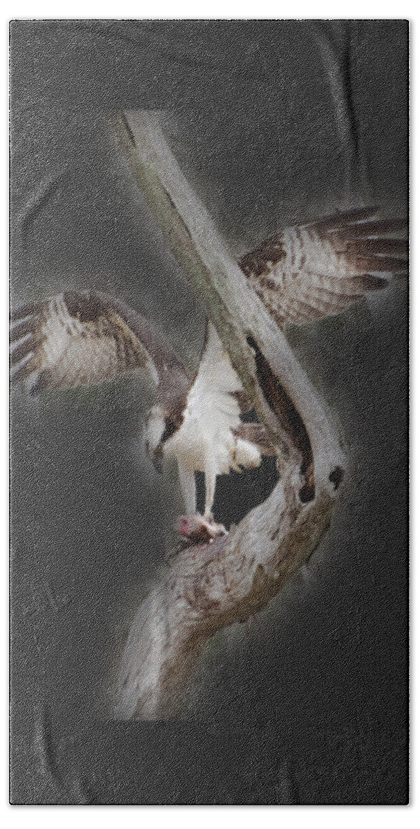 Bird Hand Towel featuring the photograph Osprey Tee-shirt by Donna Brown