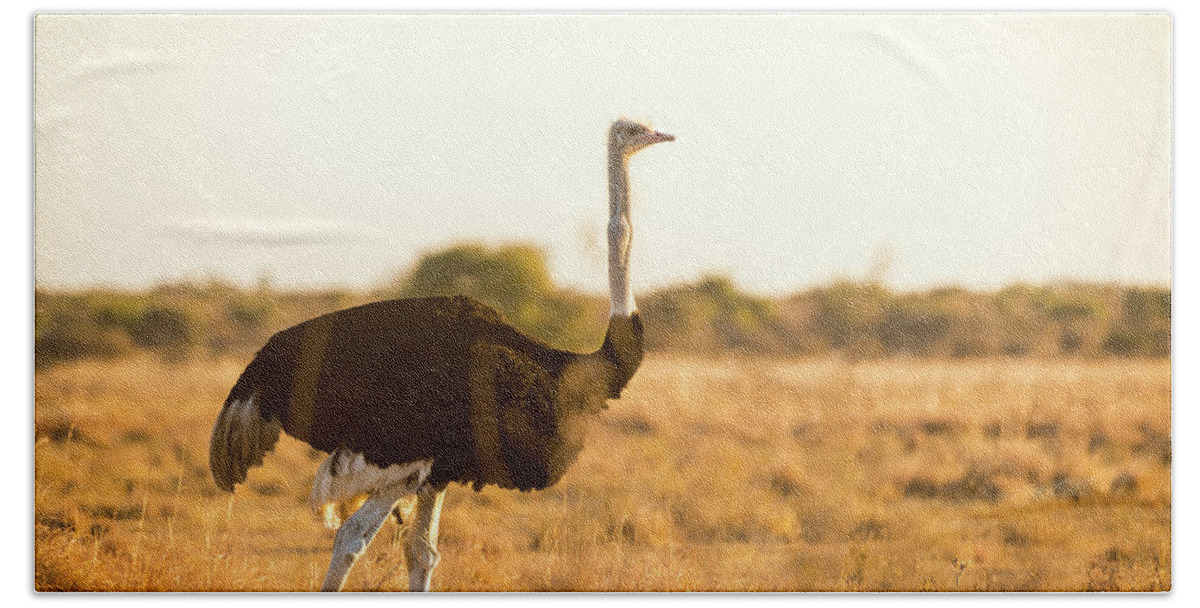Botswana Hand Towel featuring the photograph Ostrich At Sunset by THP Creative