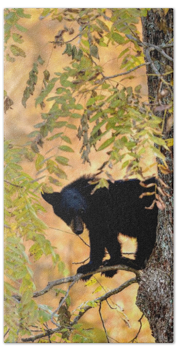 Black Bear Hand Towel featuring the photograph Out On A Limb by Carol Montoya