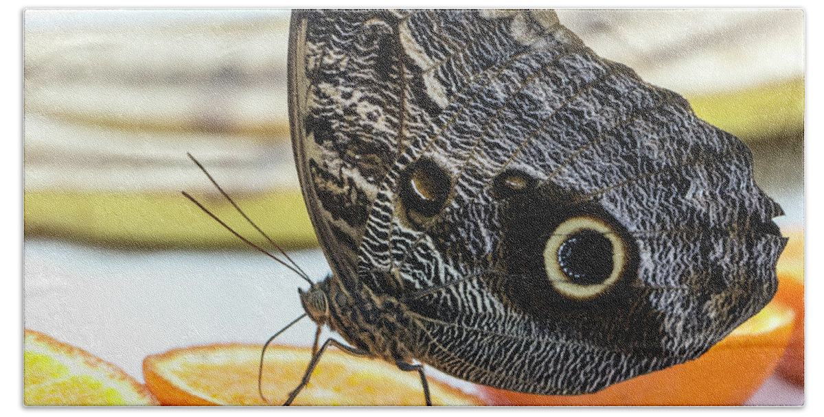 Beautiful Hand Towel featuring the photograph Owl Butterfly by Dorothy Hilde