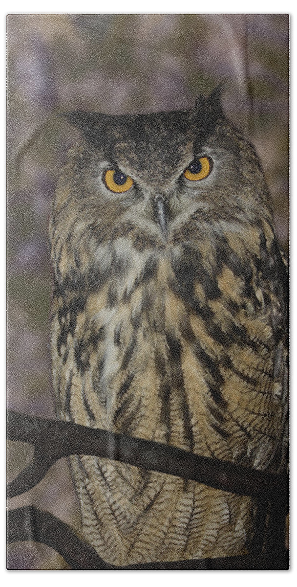 Owl Hand Towel featuring the photograph Owl by Michele A Loftus
