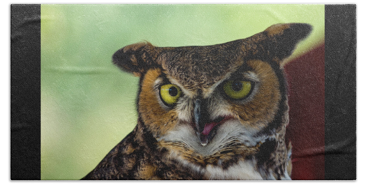 Owl Bath Towel featuring the photograph Owl Tongue by Douglas Killourie