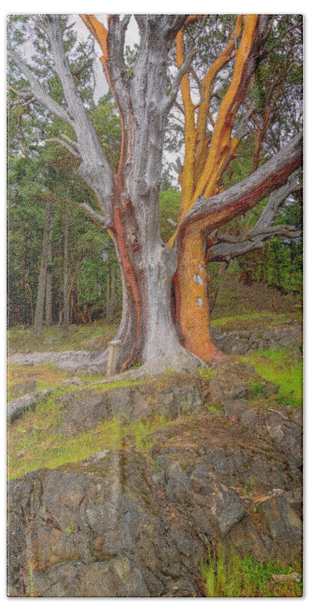 Oregon Coast Bath Towel featuring the photograph Pacific Madrone Tree by Tom Singleton