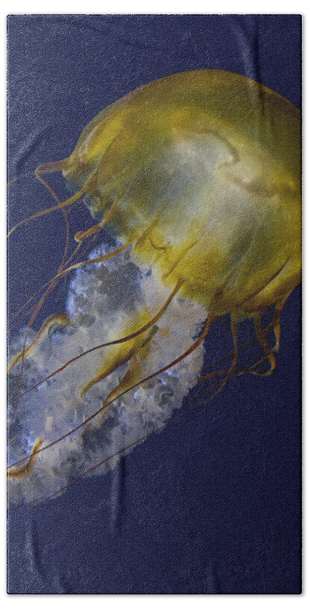 Chrysaora Bath Towel featuring the photograph Pacific Sea Nettle Jellyfish by Susan Candelario