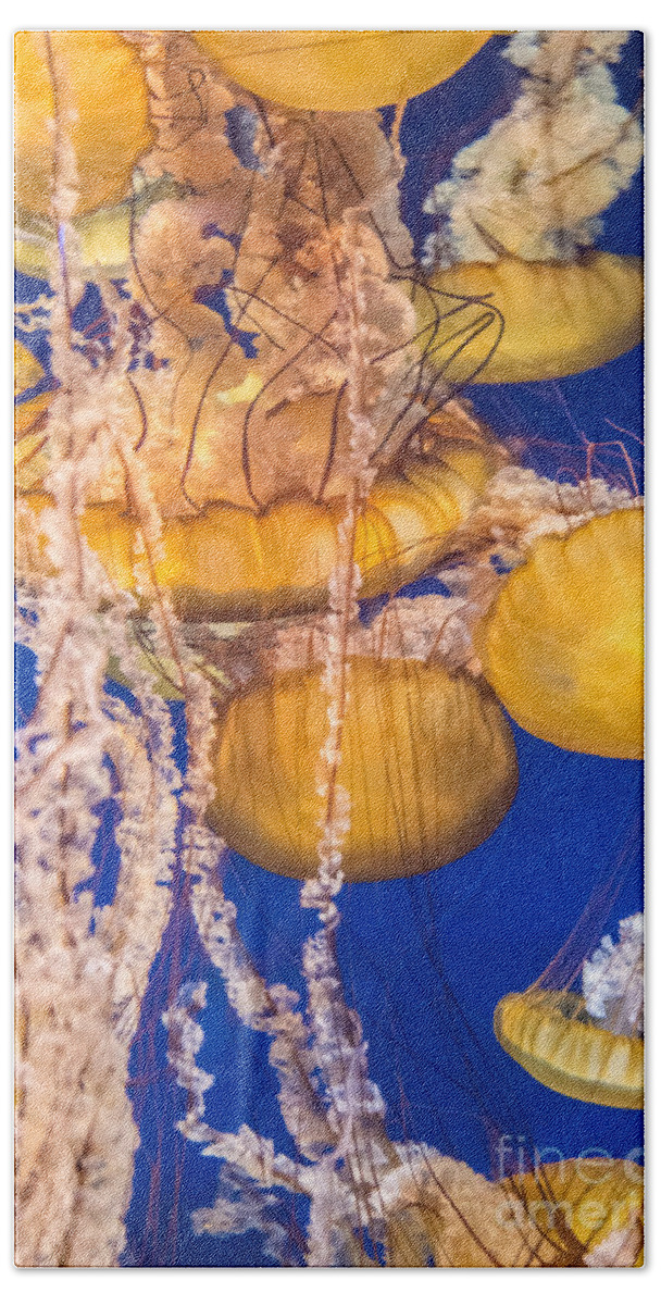 The Aquarium Of The Pacific Bath Towel featuring the photograph Pacific Sea Nettles 7 by David Zanzinger
