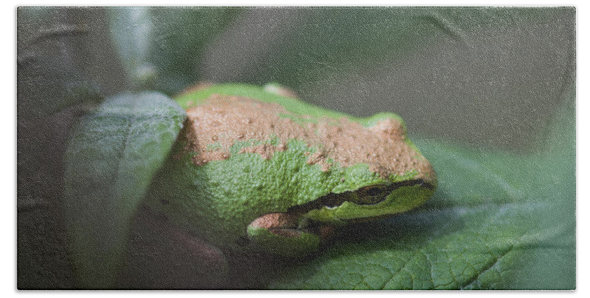 Frog Hand Towel featuring the photograph Pacific Treefrog Siesta by Robert Potts