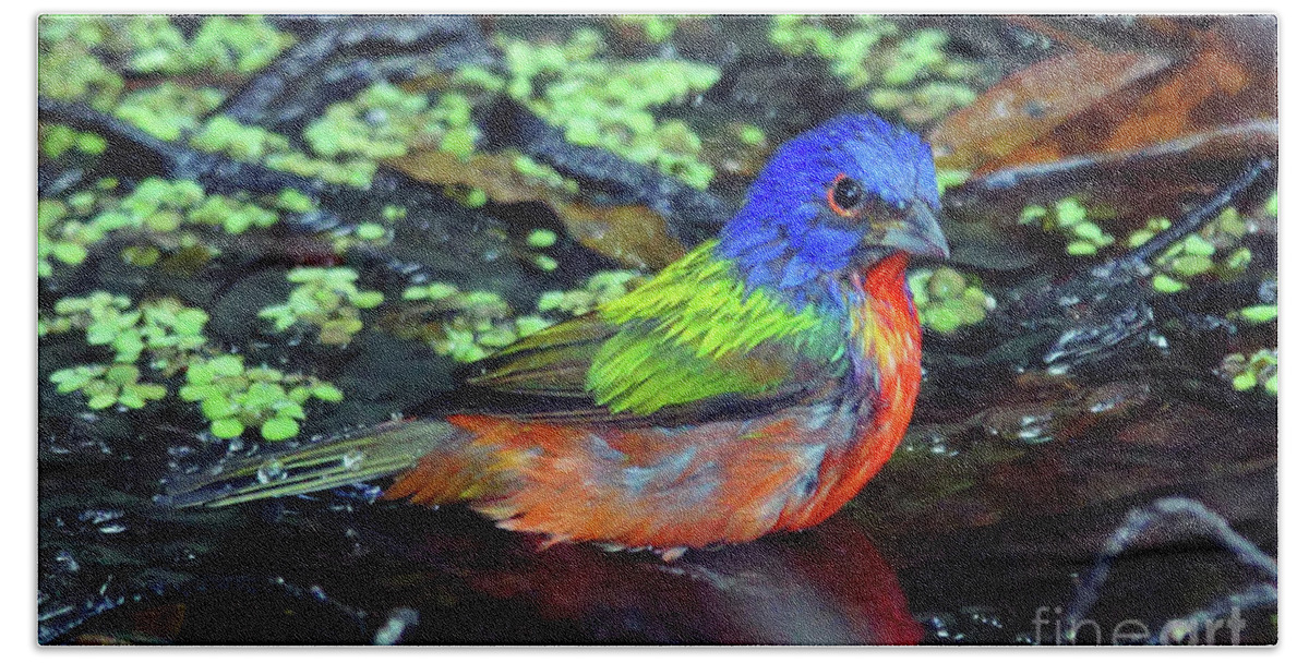 Bunting Bath Towel featuring the photograph Painted Bunting After Bath by Larry Nieland