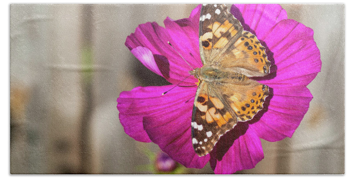 Painted Lady Butterfly Hand Towel featuring the photograph Painted Lady 2017-4 by Thomas Young